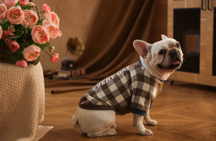 Stylish And Comfortable Pet Apparel Guide
