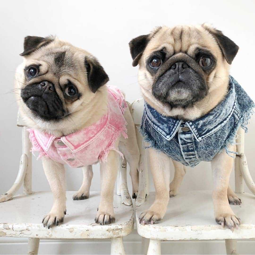 Washed Denim Pet Jacket Stylish Outdoor Clothing