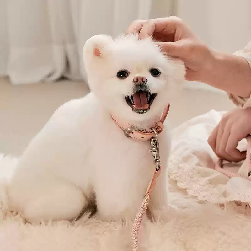 Pet Leather Handheld Collar Rope Leash Strap
