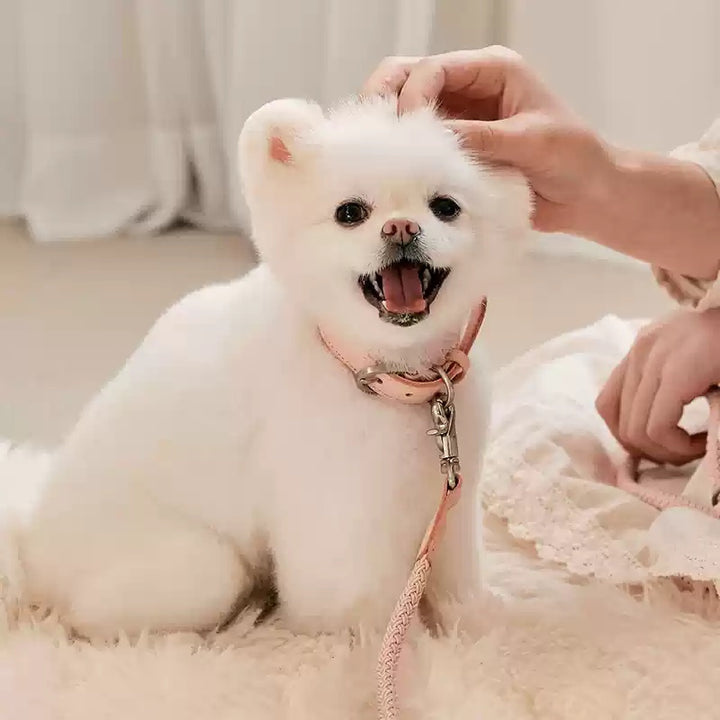 Pet Leather Handheld Collar Rope Leash Strap