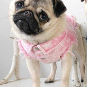 Washed Denim Pet Jacket Stylish Outdoor Clothing