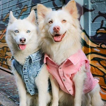 Washed Denim Pet Jacket Stylish Outdoor Clothing