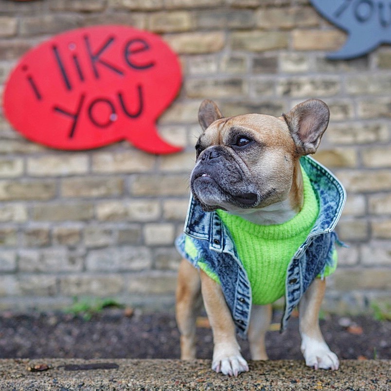 Washed Denim Pet Jacket Stylish Outdoor Clothing
