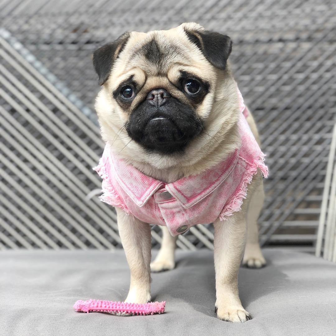Washed Denim Pet Jacket Stylish Outdoor Clothing