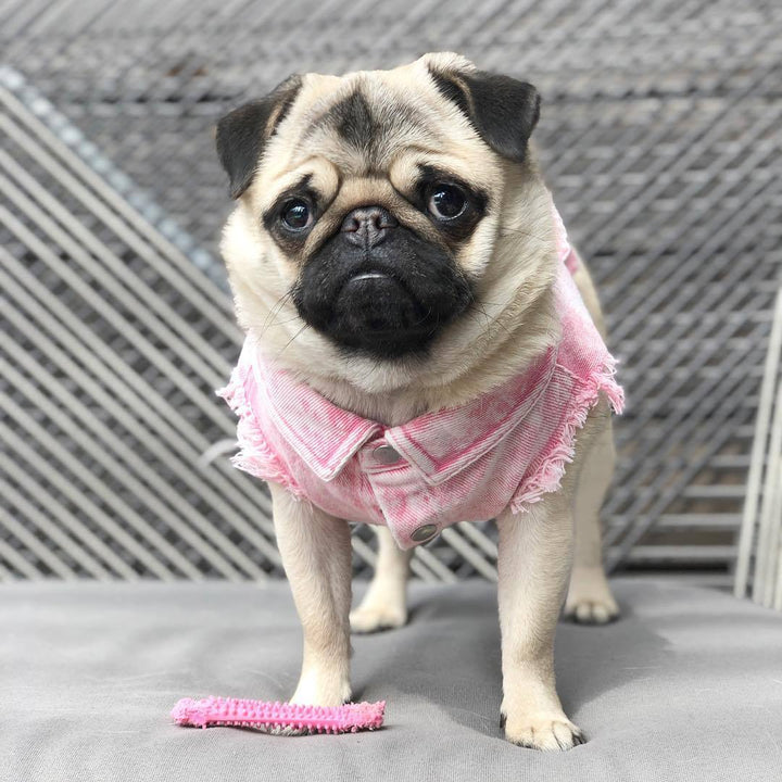 Washed Denim Pet Jacket Stylish Outdoor Clothing