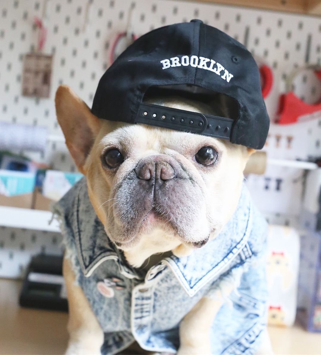 Washed Denim Pet Jacket Stylish Outdoor Clothing