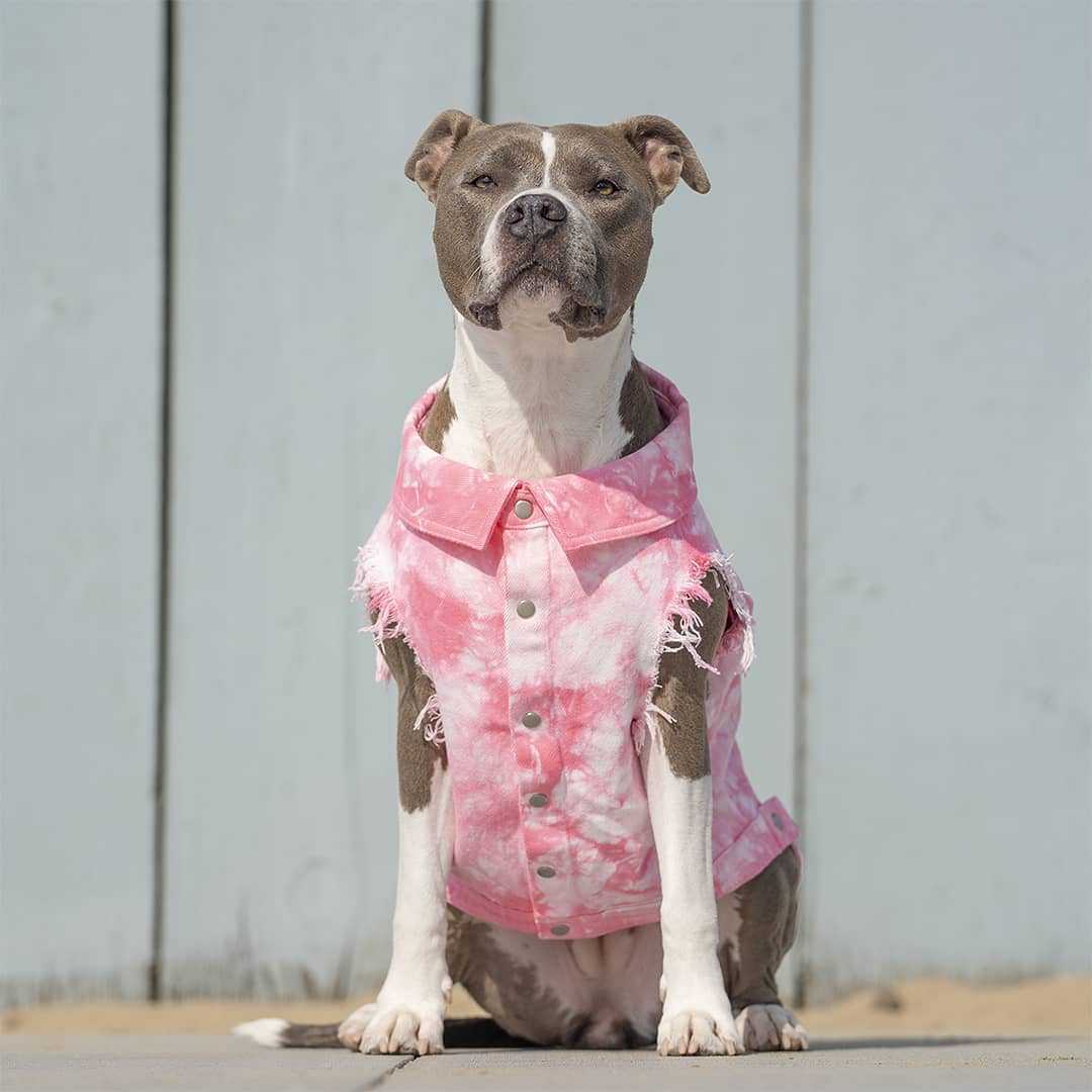 Washed Denim Pet Jacket Stylish Outdoor Clothing